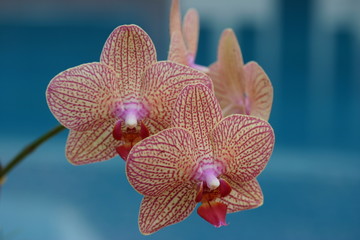 Orchids