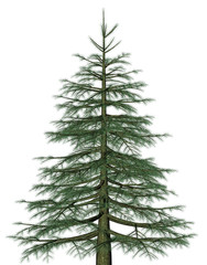 Pine