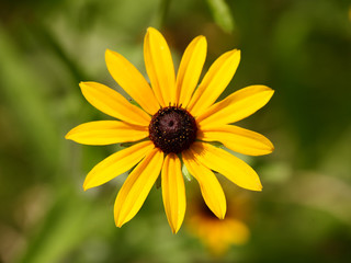 The flowers blooming at a arboretum