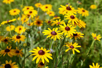The flowers blooming at a arboretum