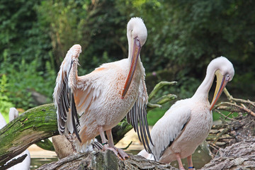 Obraz premium Pelikan