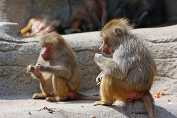 Fototapeta premium Pavian