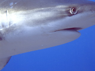 Naklejka premium Requin