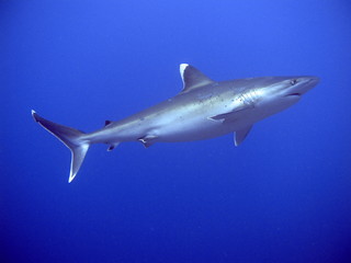 Fototapeta premium Requin