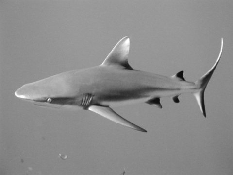 Requin