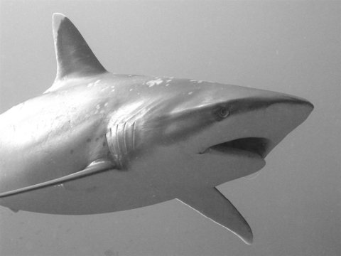 Requin