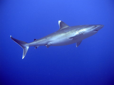 Requin