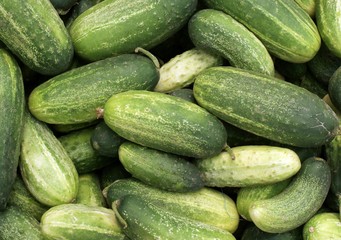 green cucumbers for salad