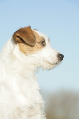 chien profil portrait  Jack 