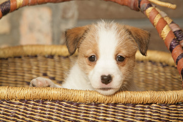 chiot Jack Russel terrier
