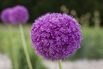 garlic flower
