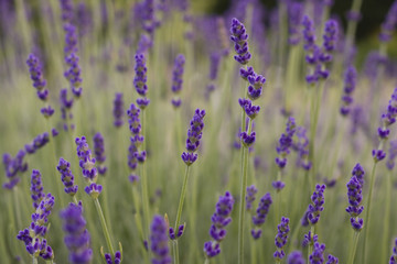 lavender flowers