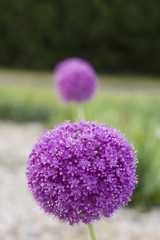 garlic flower