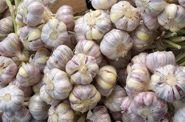 garlic