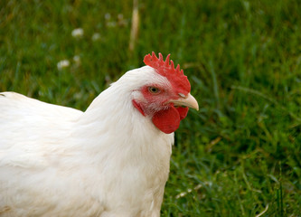 hen