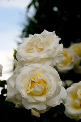rose
