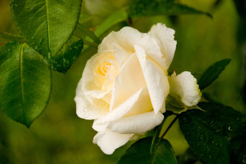 rose