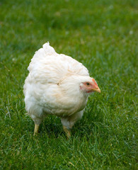 hen