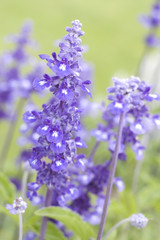 Aromatic bunch of lavender on green background