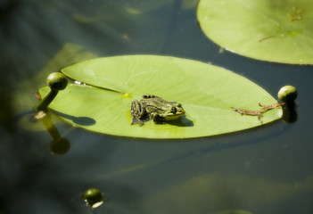 Frosch