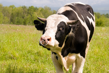 oxen