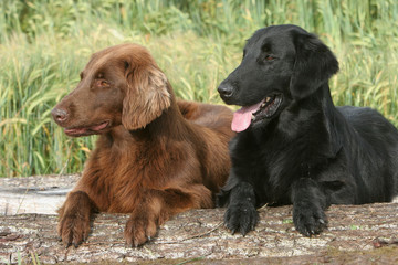 deux Flat Coated retriever