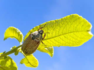 chafer at the green leaves against the blue sky
