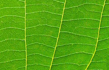 Very extreme close up of green leave