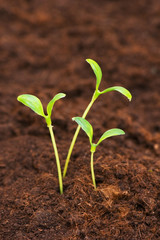 Three green seedlings growing out of soil
