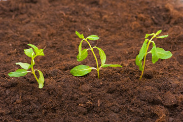 New life concept - green seedlings growing out of soil