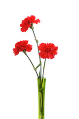 Three red carnations in green vase isolated on white