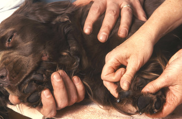 chien Sussex Spaniel véto