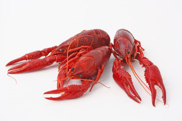 drei Flusskrebse isoliert