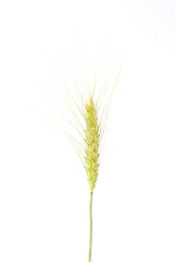Wheat ear