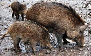 Wildschweine