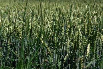 getreideweise getreidewiesen 