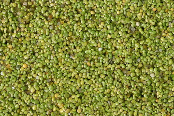 Duckweed background (Lemna minor)
