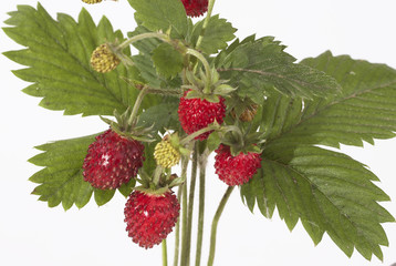 Walderdbeeren