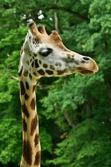 Closeup of Giraffe's head
