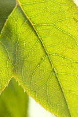 Close Up Leaf & Water Drops