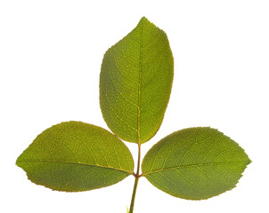 Naklejka premium Three Leaves Isolated