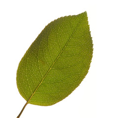 Green Leaf Isolated
