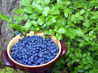 Blaubeeren die 1.