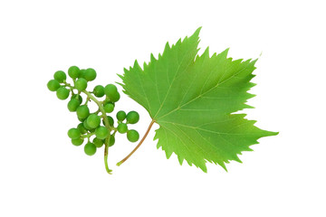 Unripe grape and vine leaf 