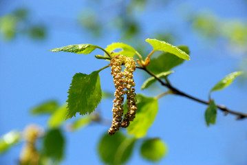 Birkenblüte