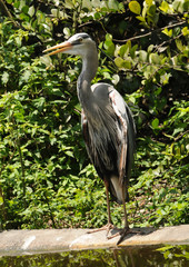 Blue heron