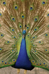 Colorful peacock