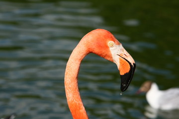 Fototapeta premium flamingo