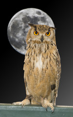 owl animal