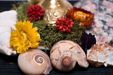 shells and rock in moss